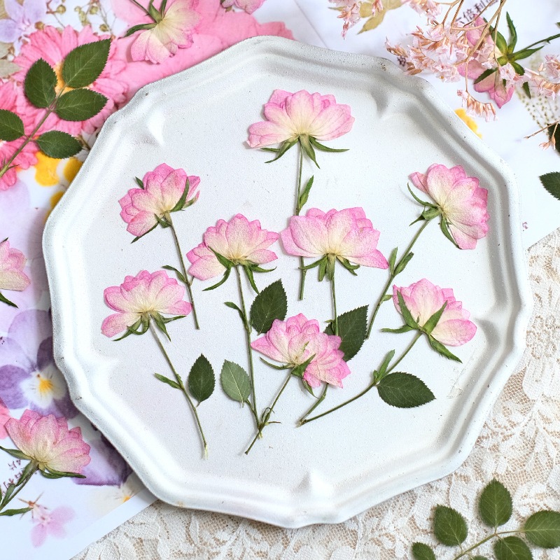 12 قطعة، زهور مجففة حقيقية مضغ - مراجعة Resin Craft Ideas وسعره